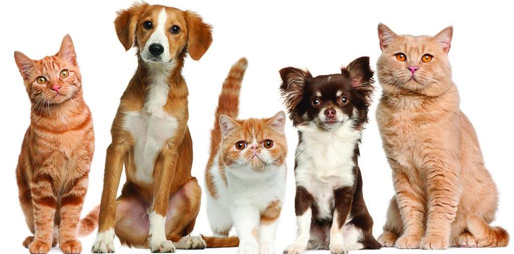 Доска объявлений о животных | ЗооТом - продажа, вязка и услуги для животных в Мамоново