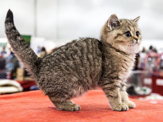 Породы кошек в Мамоново | ЗооТом портал о животных