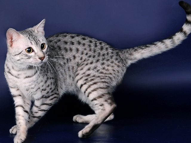 Породы кошек в Мамоново | ЗооТом портал о животных