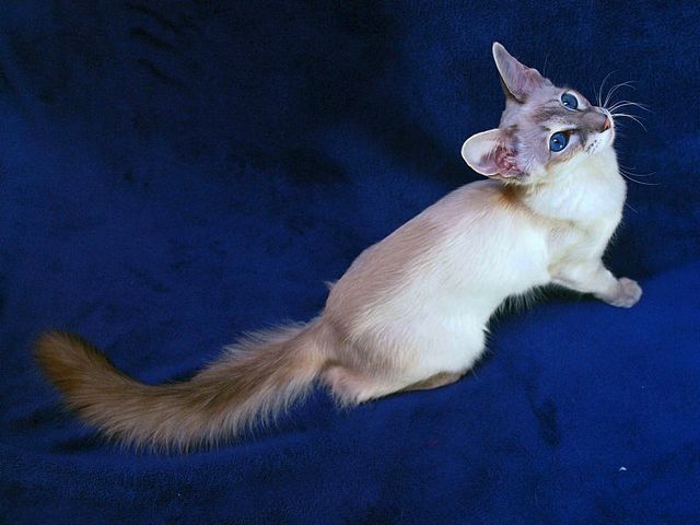 Выведенные породы кошек в Мамоново | ЗооТом портал о животных