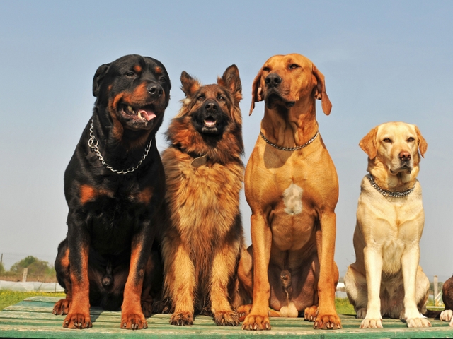 Крупные породы собак в Мамоново | ЗооТом портал о животных