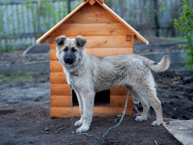 Все о собаках в Мамоново